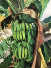 香蕉之二（Banana Plant #2）