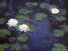 碧波莲香 Shining Waters with Lotus Scent